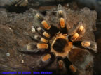 Brachyphelma smithi